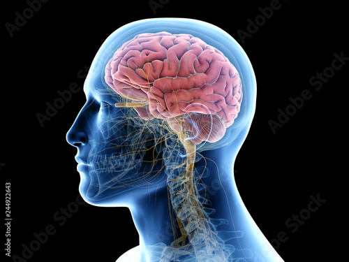 3d rendered medically accurate illustration of the human brain photo