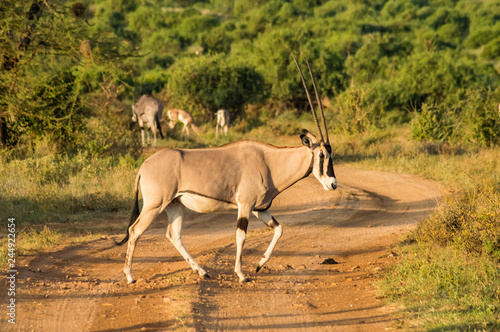 Antelope seen in profile in the savannah of Samburu Park