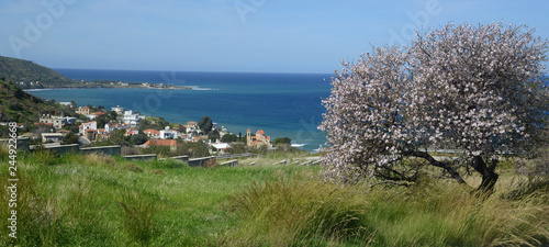 Almond blossom in Cyprus