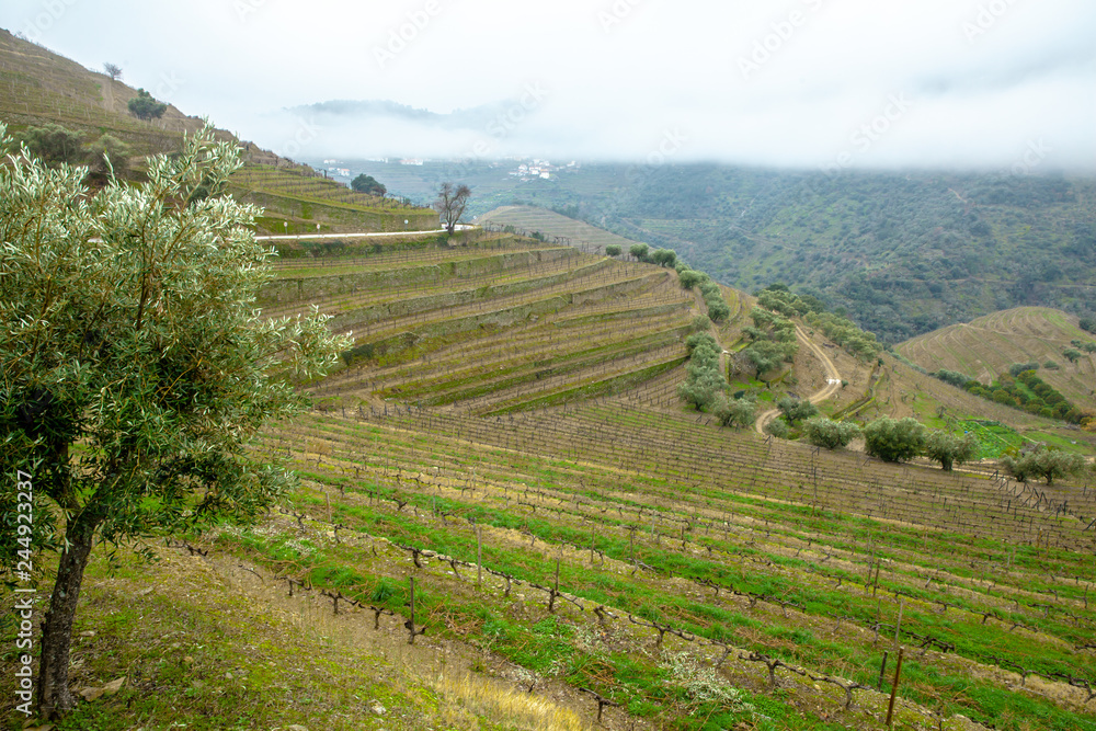 Foggy Douro Valley Landscape in Winter