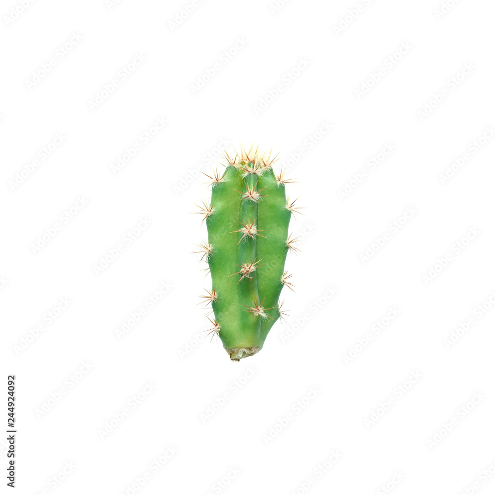 Naklejka premium Cactus isolated on white background