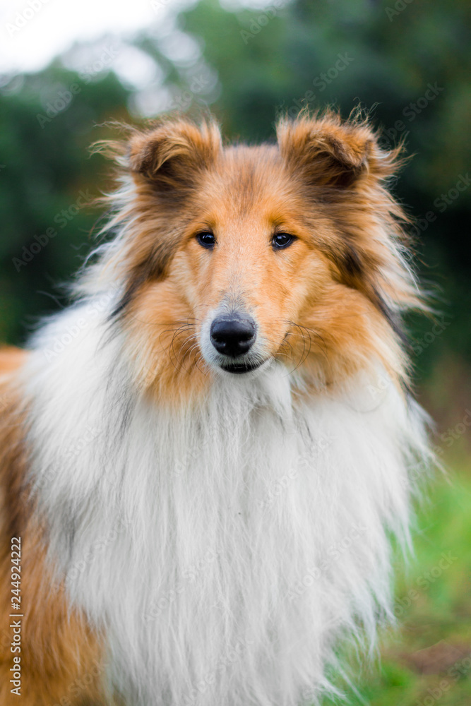 Adorable gold rough collie portrait Adorable gold rough collie portrait