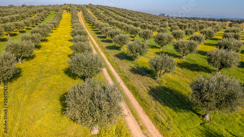Foto Drone aerial view of olive grove in Alentejo Portugal