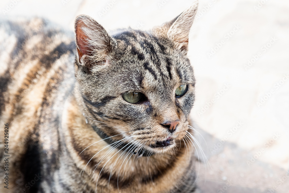 Portrait d'un chat de gouttière tigré