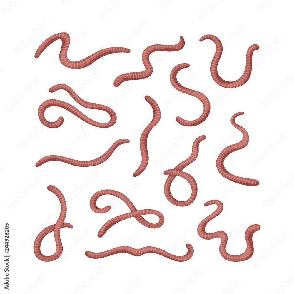 Fototapeta premium Collection of earthworms. Set of worms. Illustration of animal, nature, fishing, earth and ground. Colored flat icon, vector design