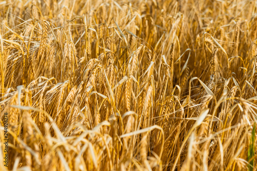 golden wheat field  nature background