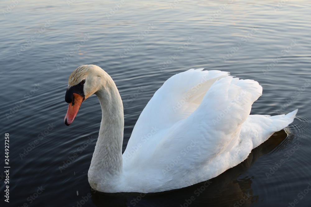 Naklejka premium 白鳥