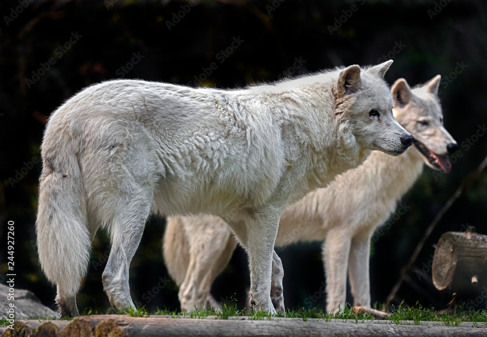 Fototapeta premium Arctic wolves. Latin name - Canis lupus arctos