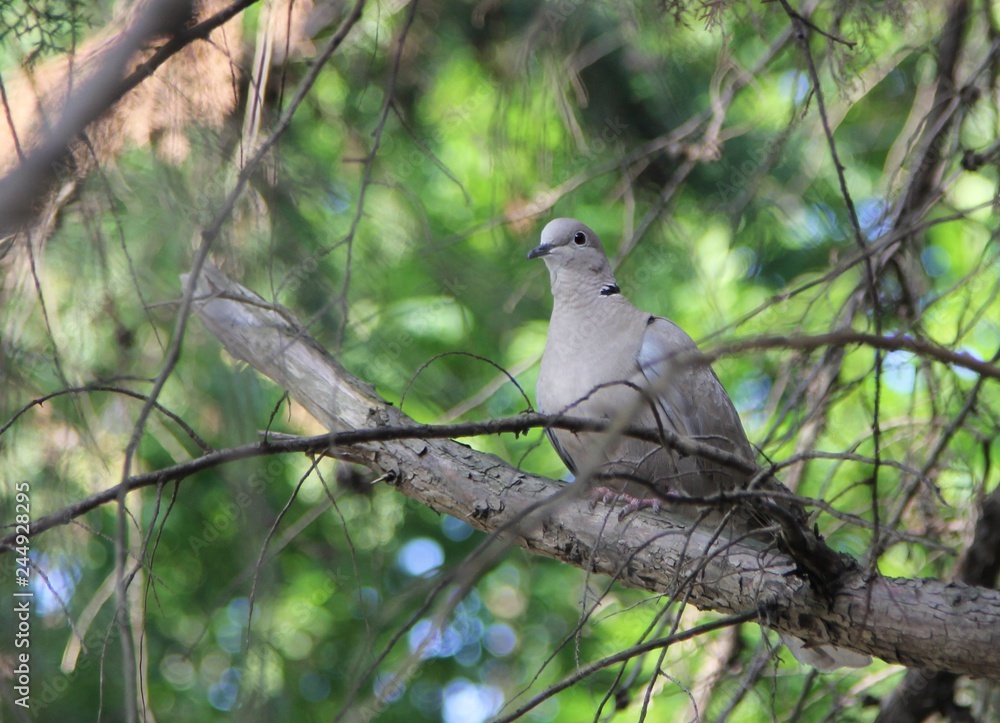 gray bird sitting on a tree branch surrounded by green foliage gray bird sitting on a tree branch surrounded by green foliage