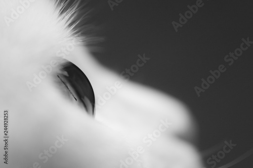 Close up of a cat's eye. Black and white photo of a white cat.