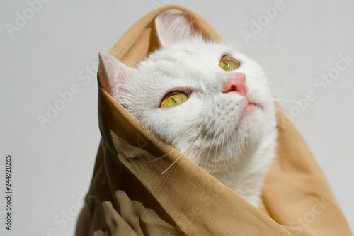 white beautiful cat in a scarf looks at the light  © Ольга Холявина