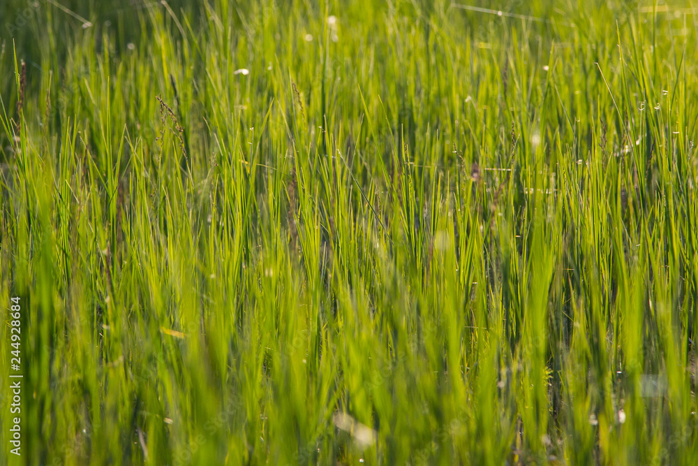 Green grass closeup illuminated by bright sunshine. The photo is suitable as an eco-friendly background.