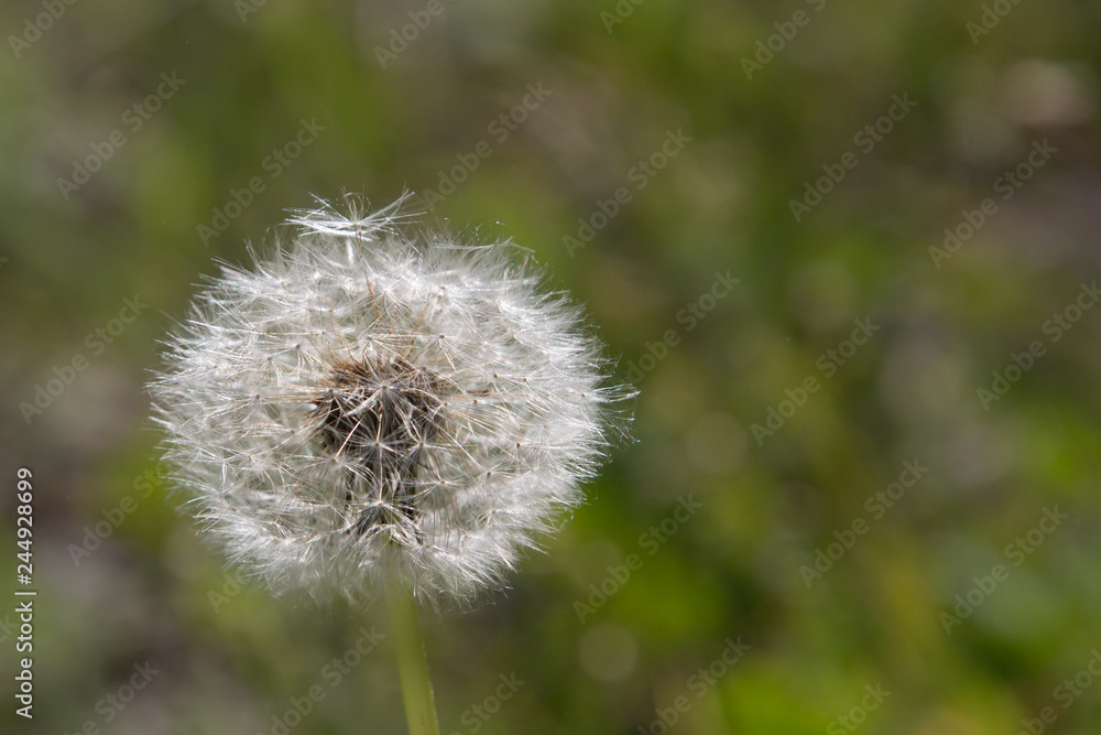dandelion photographed close-up, macro dandelion photographed close-up, macro