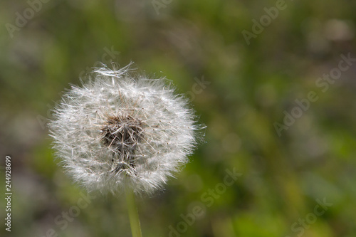 dandelion photographed close-up  macro 