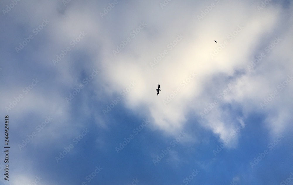 Black bird against cloudy sky