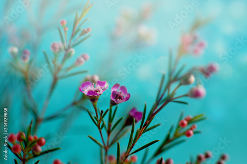 Fototapeta Naklejka Na Ścianę i Meble -  Flower design. Macro. Delicate flowers in soft light on a turquoise background. Flowers in spring and summer for design.
