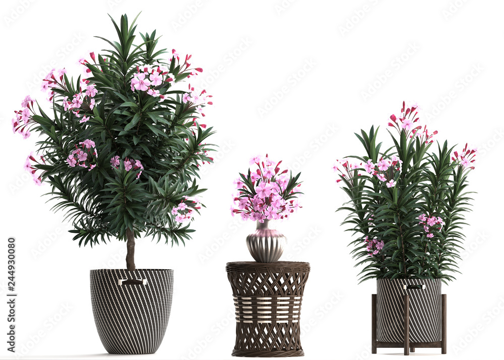 Fototapeta premium Nerium oleander