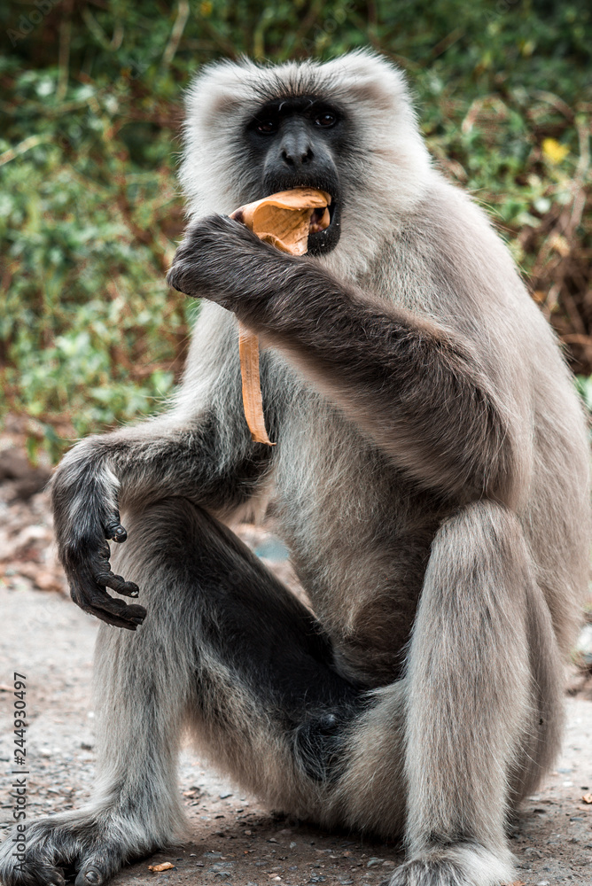 big monkey eating banana