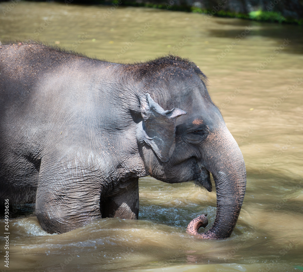 Fototapeta premium Captive Asian Elephant