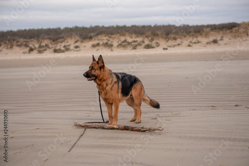 Beautiful German Shepherd dog playing on the beach  © stephm2506