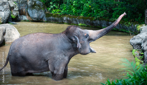 Captive Asian Elephant in water with trunk raised 