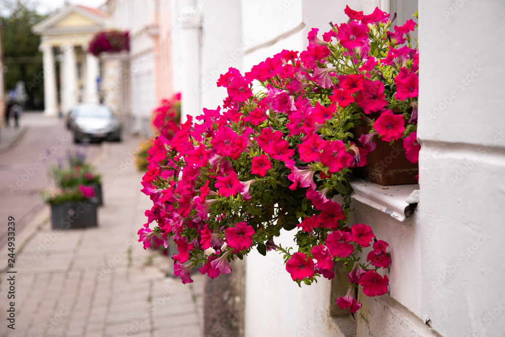 Naklejka premium Flowers on the window in old town. Lithuania, Vilnius