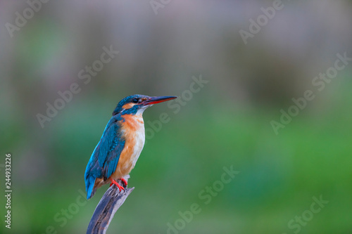 Common kingfisher or Eurasian kingfisher - MARTIN PESCADOR COMUN (Alcedo atthis) © JUAN CARLOS MUNOZ