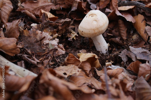 One little mushroom in wood