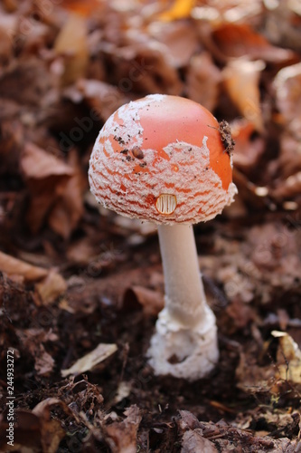 Young Amanita muscaria commonly dly agaric in the wood photo