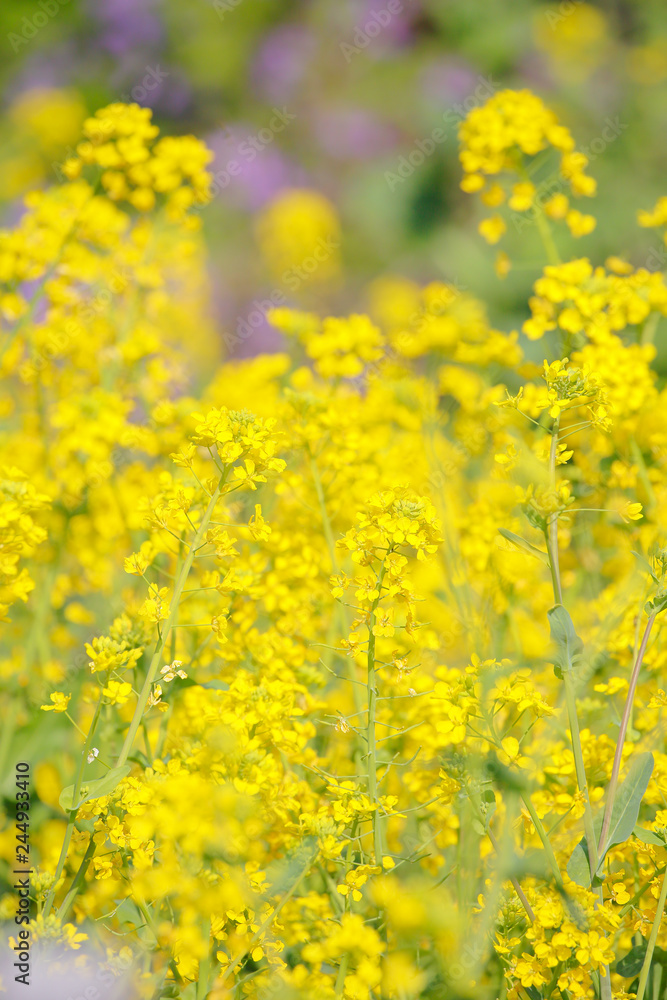 満開の菜の花 満開の菜の花