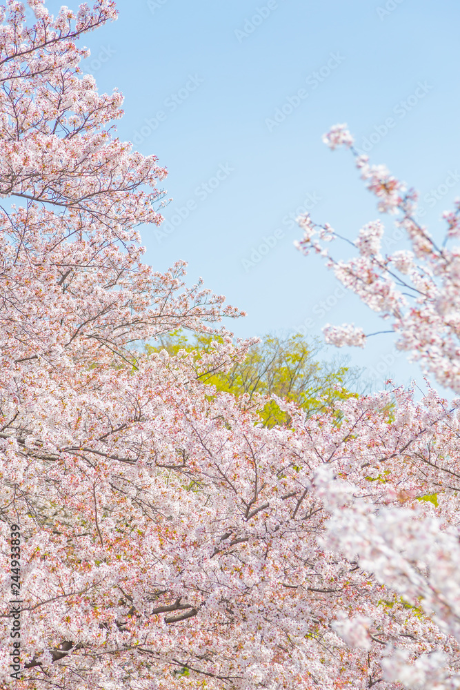 Fototapeta premium 満開の桜