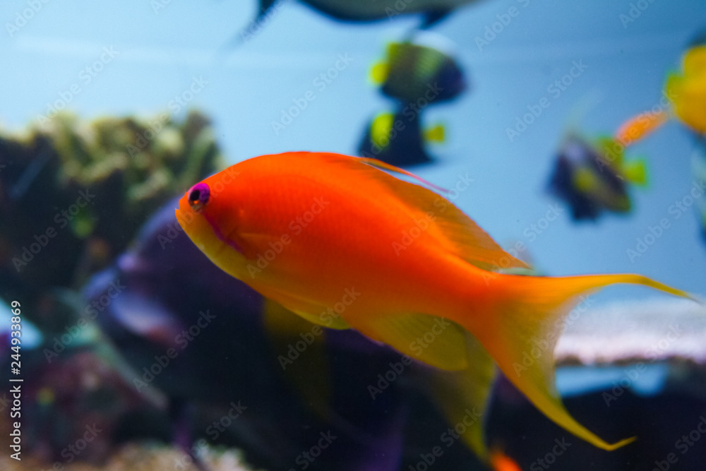 Obraz premium Orange fish with purple eye
