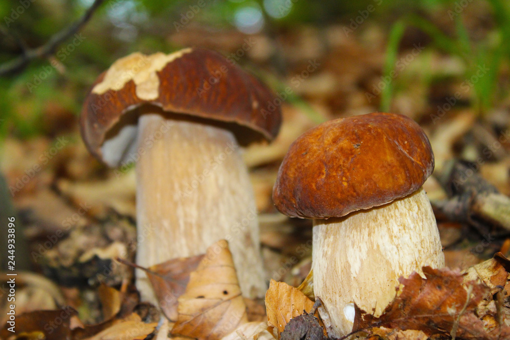 Two little boletus edulis in wood Two little boletus edulis in wood