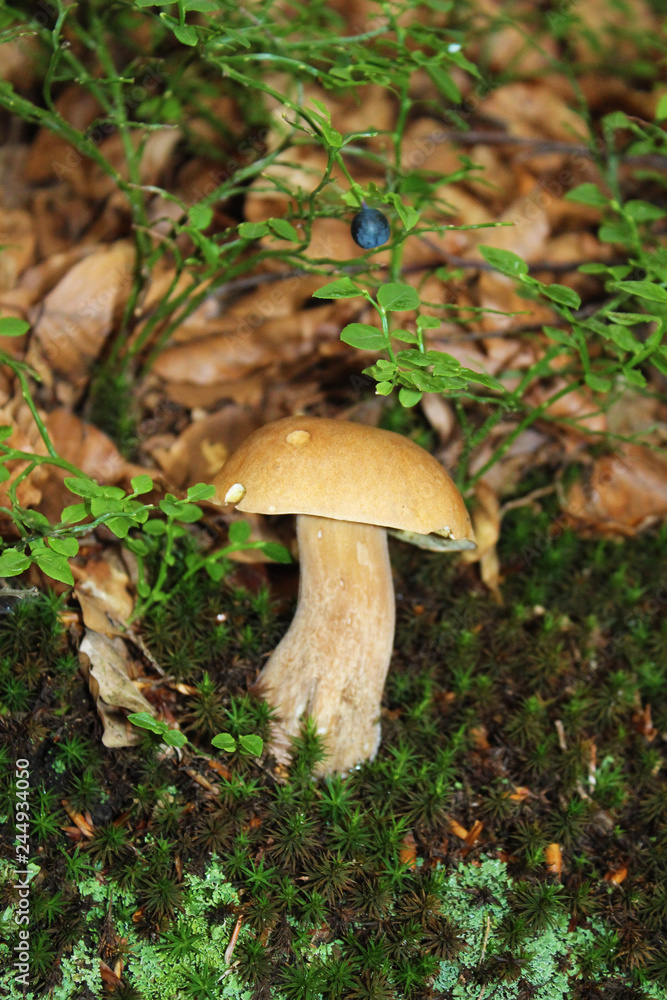 One little boletus edulis in wood with blueberrie One little boletus edulis in wood with blueberrie