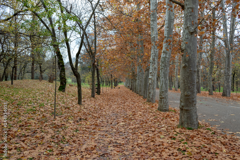 Park of Madrid in autmn Park of Madrid in autmn
