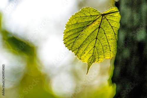 autumnal painted lime tree leaf in back light