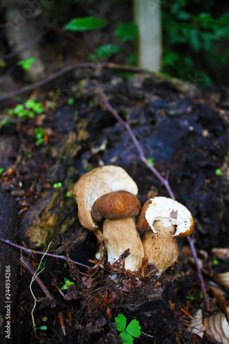 Three little boletus edulis in wood
