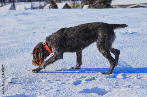 A untiring female dog looking for a track in snow. A Bohemian Wire-haired Pointing Griffon or korthals griffon playing in snow on garden