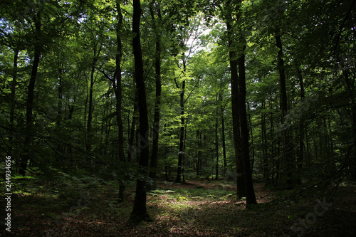 Fototapeta Naklejka Na Ścianę i Meble -  inside of an european forest in summer 
