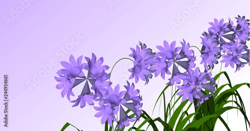flower lavender