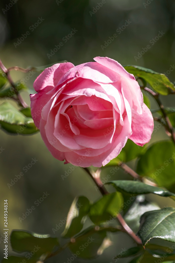 View of the head of a pink rose flower on a blurred background close-up