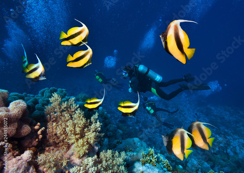 Group of scuba divers explore beautiful coral reef
with school of Butterfly Fish. 