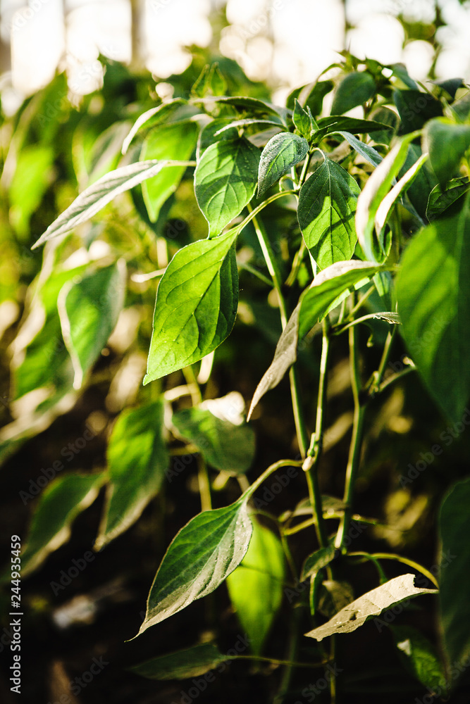 Obraz premium Vertical photo of juicy chili pepper leaves in a greenhouse on green background.
