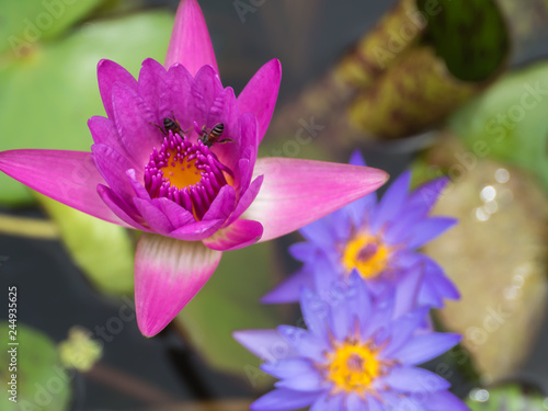 Fototapeta Naklejka Na Ścianę i Meble -  Pink and purple water lily