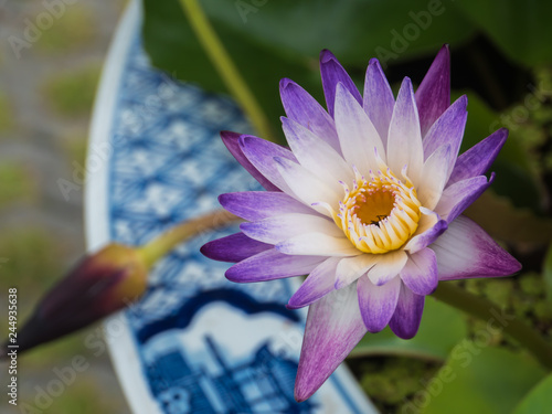 Fototapeta Naklejka Na Ścianę i Meble -  Purple and white water lily in flower pot