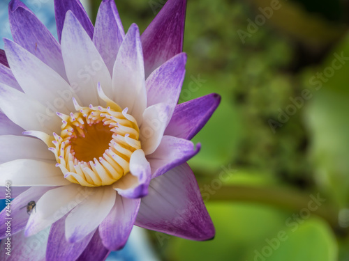 Fototapeta Naklejka Na Ścianę i Meble -  Purple and white water lily in flower pot