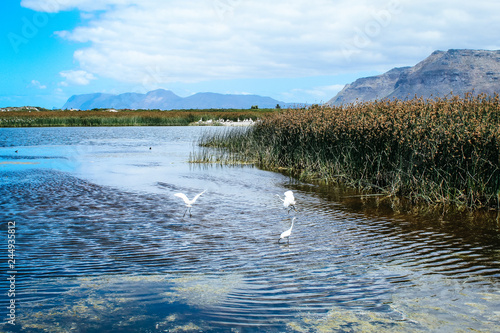 Scenic landscape of Rondevlei Nature Reserve with little Egret birds flying over a swamp lake in Cape Town, South Africa