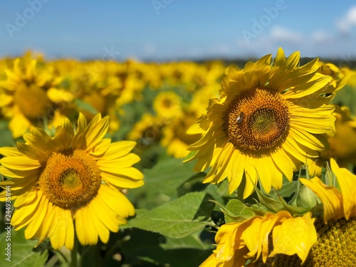 Plantation of sunflowers against the blue sky