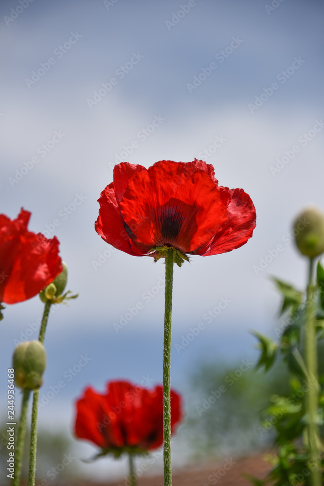 Naklejka premium rote Mohnblume - Klatschmohn - Papaver rhoeas