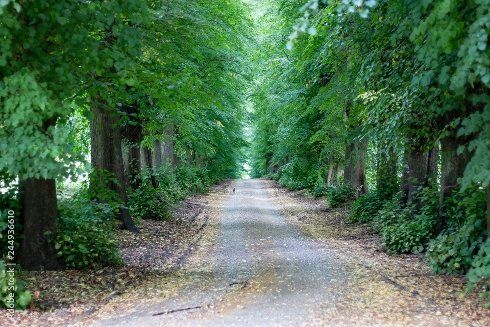 Fototapeta premium road in forest in summer time